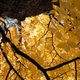 Illustration for article titled Shooting Challenge Fall Leaves Gallery 5